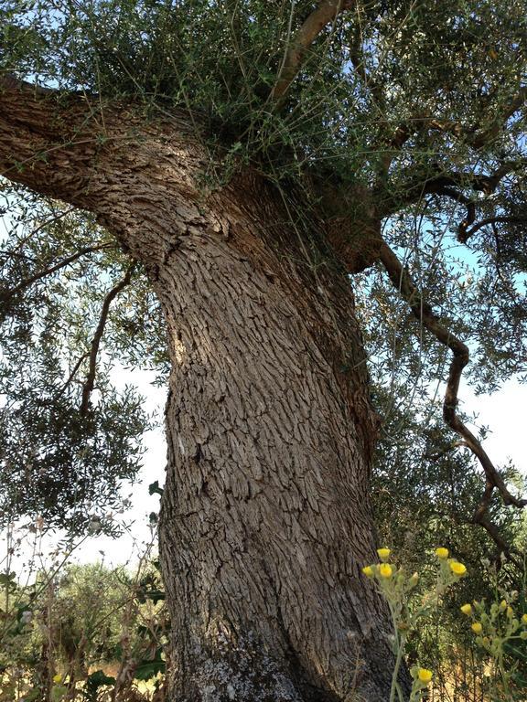 Agriturismo Prati Degli Orti Montiano  Dış mekan fotoğraf