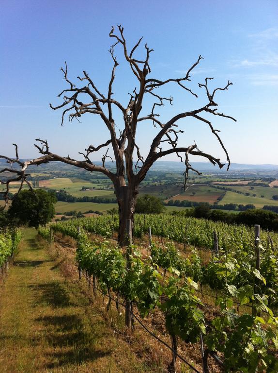 Agriturismo Prati Degli Orti Montiano  Dış mekan fotoğraf